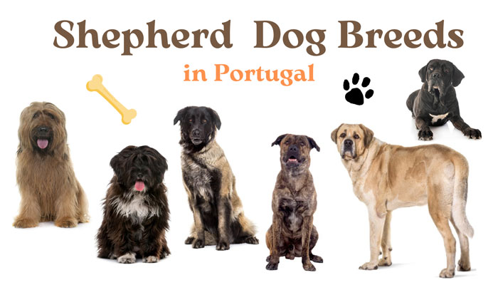 Shepherd Dog Breeds Portuguese for Foreigners in Setubal